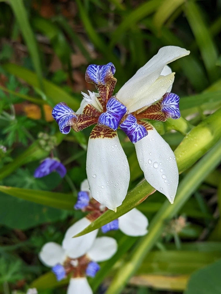 White orchid blooms with purple-blue striped petals on green leaves