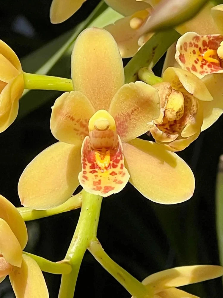 Yellow cymbidium orchid with red-speckled center flowers and green stems