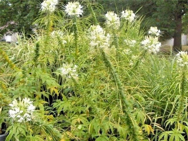50 + CLEOME SEEDS  (Cleome hasslerana)    MIXED COLORS Garden Plants
