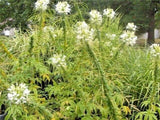 50 + CLEOME SEEDS  (Cleome hasslerana)    MIXED COLORS Garden Plants