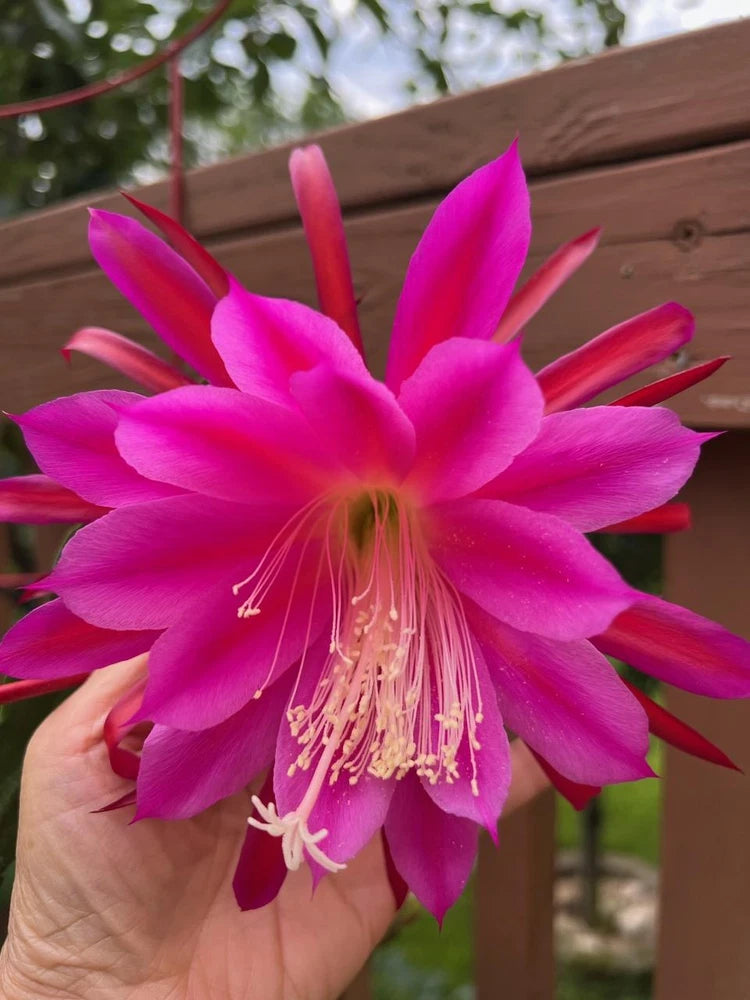 Epiphyllum orchid fresh cutting with bright magenta/purple flower and long white stamens