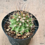 D6298 FEROCACTUS VICTORIENSIS pot10-H5-W7 cm MaMa Cactus Green Plant