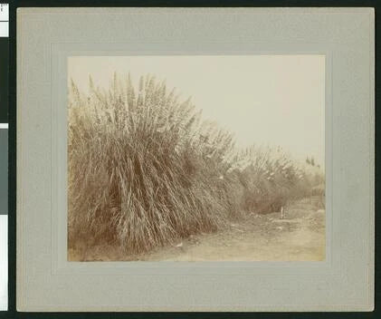 Large swath of pampas grass along a dirt road California Old Photo Pampas Grass