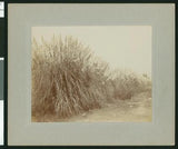 Large swath of pampas grass along a dirt road California Old Photo Pampas Grass