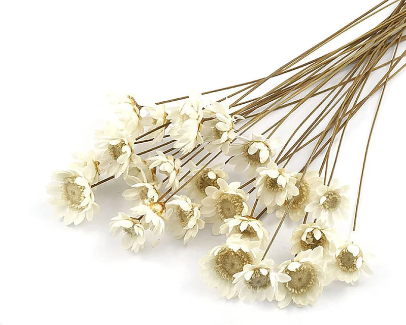 MLSG 100 Stems Natural Dry Flowers Brazilian Small Star Daisy Decorative Dried Dried Flower