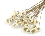 MLSG 100 Stems Natural Dry Flowers Brazilian Small Star Daisy Decorative Dried Dried Flower