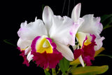 Anna Balmores Orchid Seedling Orchids