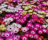 ICE PLANT MIX Dorotheanthus Bellidiformis - 5,000 Bulk Seeds Garden Plants