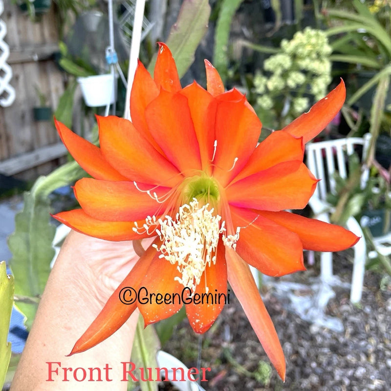 Orange epiphyllum orchid cactus flower with open star-shaped petals