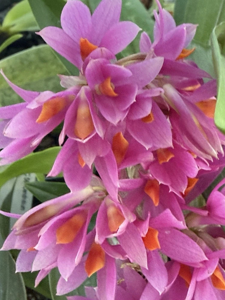 Dendrobium Hibiki orchid cluster with purple-pink petals and orange centers on green leaves