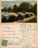 Pampas Grass Westlake Park Los Angeles Postcard LA-137 Vintage Posted 1c Stamp Pampas Grass