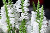 50 WHITE Showy OBEDIENT PLANT False Dragon Head Physostegia Virginiana Flower Se Flowering Plants