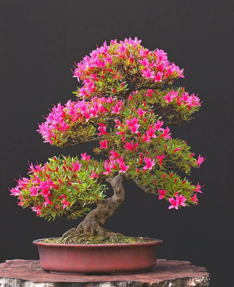 Pink Azalea Bonsai Tree Seeds for Planting- 30 Seeds - Prized Flowering Bonsai S Flowering Plants