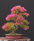 Pink Azalea Bonsai Tree Seeds for Planting- 30 Seeds - Prized Flowering Bonsai S Flowering Plants