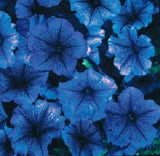 30+ PETUNIA CELEBRITY BLUE ICE FLOWER SEEDS / ANNUAL Flowering Plants