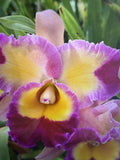 ORCHID PLANTS Rlc Dick Smith Patadise seedling no pot for pro Orchids