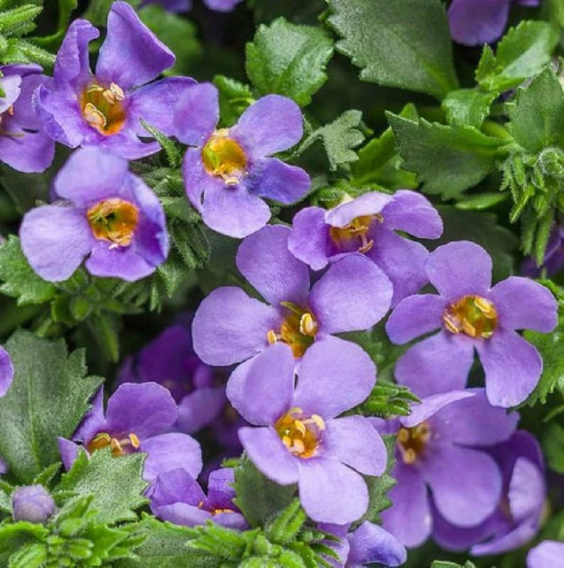 BIN#1R5D1 Bacopa Seeds Bluetopia 25 Multi Pelleted Seeds Flowering Plants