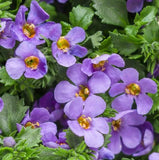 BIN#1R5D1 Bacopa Seeds Bluetopia 25 Multi Pelleted Seeds Flowering Plants