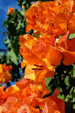 Well Rooted **BENGAL ORANGE** Live VARIEGATED Bougainvillea starter/plug plant* Garden Plants