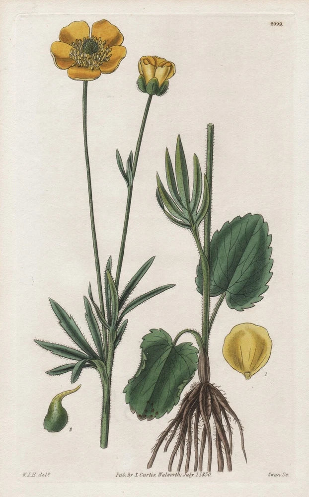 Ranunculus cortusifolius North America flower botanical print Curtis 2999 Ranunculus