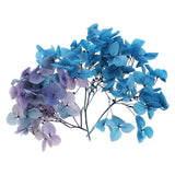10g Mini Dried Hydrangea Flower Natural Pressed Flower Gradient Blue Hydrangea