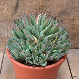 D6601 ALOE BREVIFOLIA pot17-H15-W19 cm MaMa Cactus Green Plant