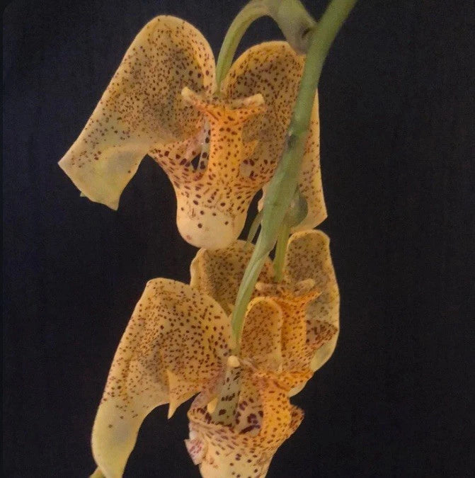 Speckled yellow orchid flowers with spotted petals and green stems