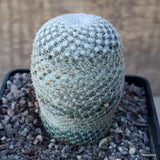 D583 MAMMILLARIA PERBELLA pot10-H10-W6 cm MaMa Cactus Green Plant