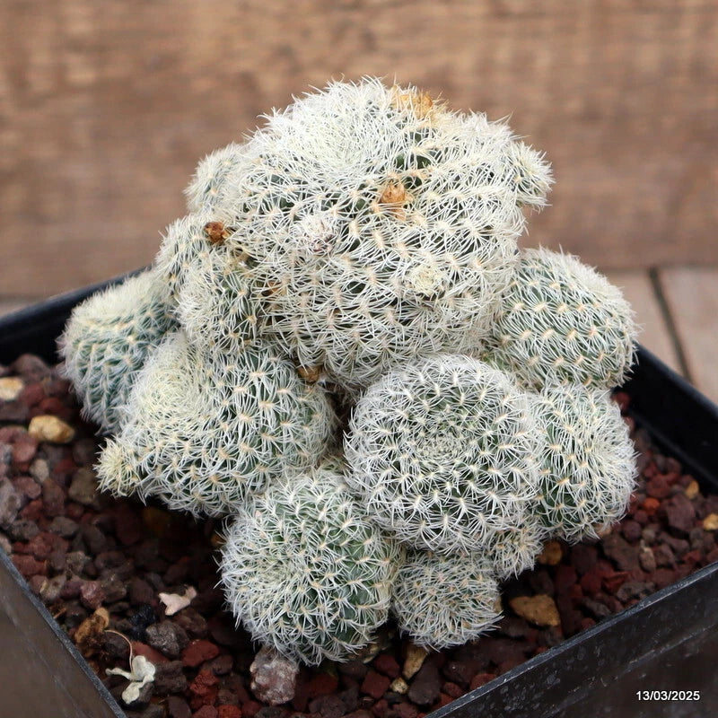 Sulcorebutia albida cactus plant in small pot, spiny pale green clustered stems