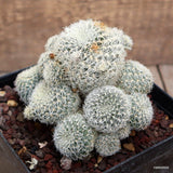A7651 SULCOREBUTIA ALBIDA F. ALBIDA pot12-H10-W11 cm MaMa Cactus Green Plant