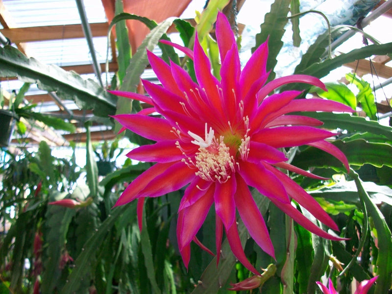 Epiphyllum Shimmer cutting orchid with vivid fuchsia-pink, spiky petals and pale center