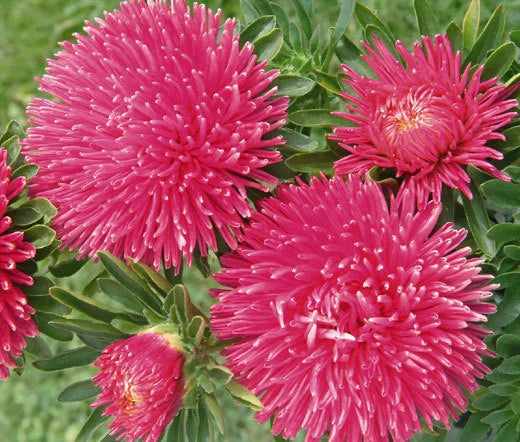 ASTER GREMLIN DARK ROSE DOUBLE Callistephus Chinensis - 200 Bulk Seeds Garden Plants