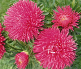 ASTER GREMLIN DARK ROSE DOUBLE Callistephus Chinensis - 200 Bulk Seeds Garden Plants