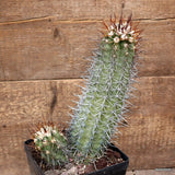 D3347 COPIAPOA WAGENKNECHTII KK58 pot14-H26-W15 cm MaMa Cactus Green Plant