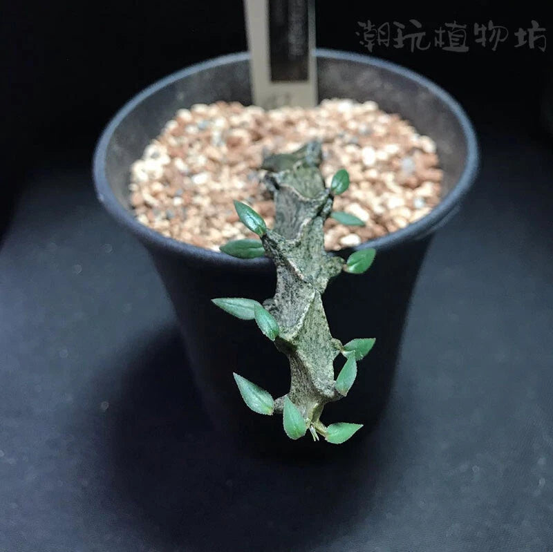Potted succulent plant with woody stem and small green leaves in a dark pot