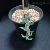 Succulent Plant Ceropegia Armandii Asclepiadaceae Home Garden Plants Height 10cm Garden Plants