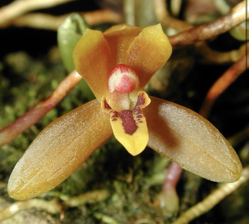 Orchid flower with yellow-brown petals and a red center, dark spots near the throat