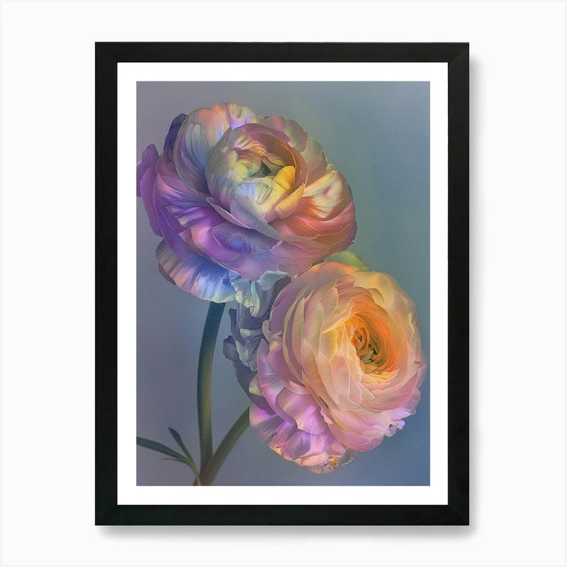 Iridescent Flower Ranunculus 1 Art  Framed Wall Art Poster Canvas Print Picture Ranunculus