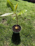Organic Haas Avocado Seedling Tree about 12" - 16" Green Plant