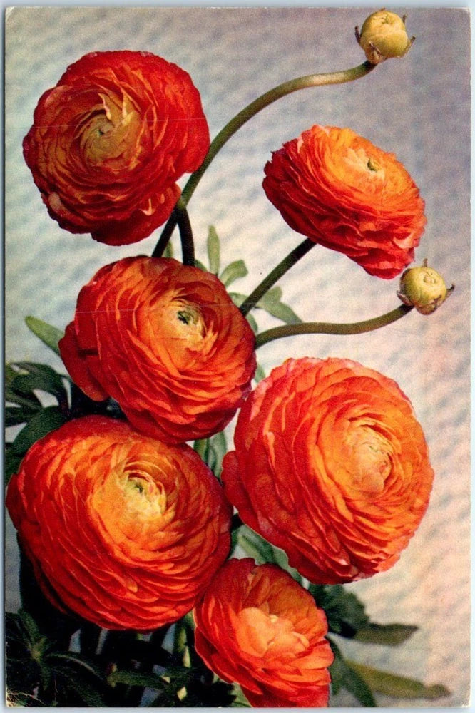 Posted - Turban Ranunculus - Ranunculus Asiaticus - Ranunculaceae - Flowers Ranunculus