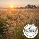 1000 Sand Dropseed Seeds (Sporobolus cryptandrus) Native Prairie Grass USA Garden Plants