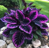 25+ Seeds Purple Tip Calathea Couture Flower Indoor or Outdoor Beautiful Plant Flowering Plants