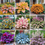 200+ Hosta Seeds Perennial for Planting Outdoor Garden Garden Plants