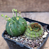 D728 FRAILEA PERUMBILICATA pot7-H3-W4,5 cm MaMa Cactus Green Plant