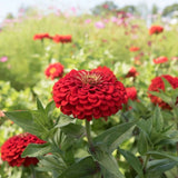 100+ Benary Giant Scarlet Zinnia Seeds for Garden - USA - FREE SHIPPING! Garden Plants