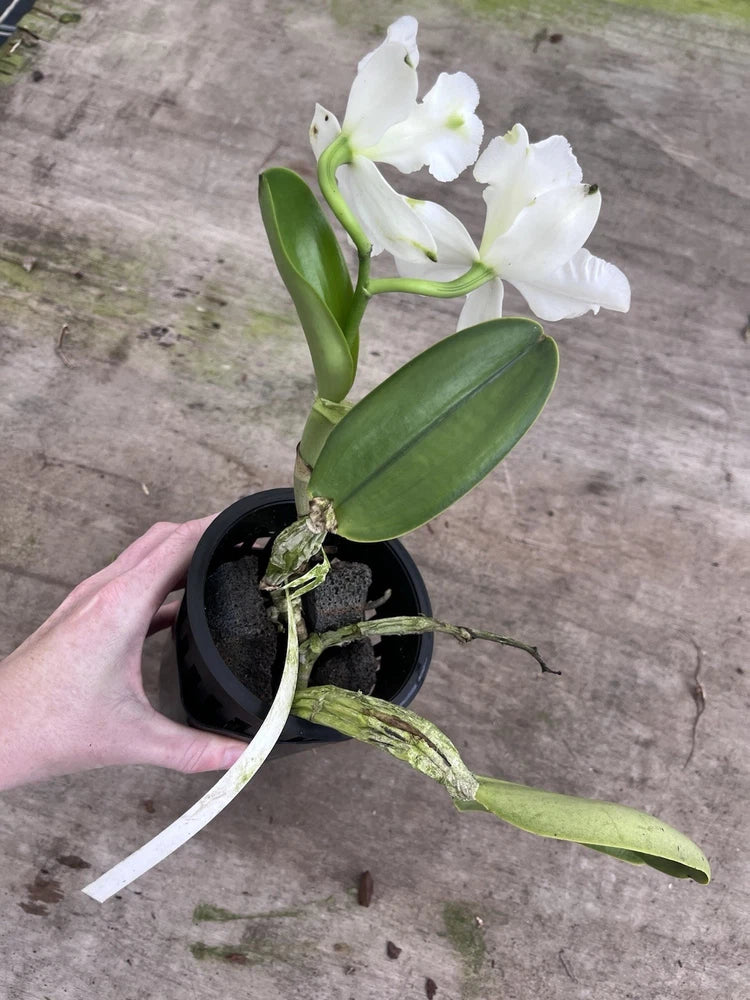 Potted white orchid plant with green leaves and flower blossoms in a black pot
