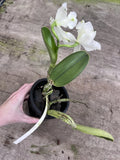 Cattleya Walkeriana Alba ÔJoan whiteÕ (Pendentive Type) FLOWER potted Orchids