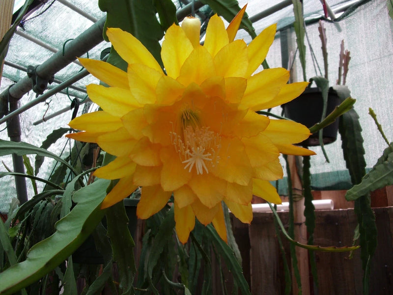 Yellow epiphyllum orchid bloom with layered petals and visible stamens
