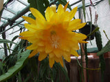 Epiphyllum " YELLOW TANG" Fragrant- Cutting Orchids