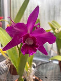 (637-3) C.Purpurata 'Rasberry' x C.purpurata 'Double Flame'   MS  fragrant Orchids